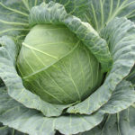 Cabbage variety Kolobok (F1)