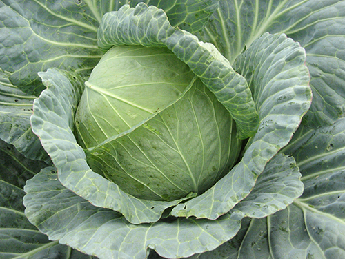 Cabbage variety Kolobok