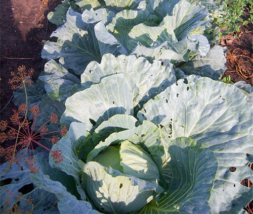 Cabbage variety Sugarloaf