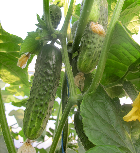 Cucumber variety Athena