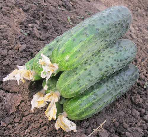 Cucumber variety Athena