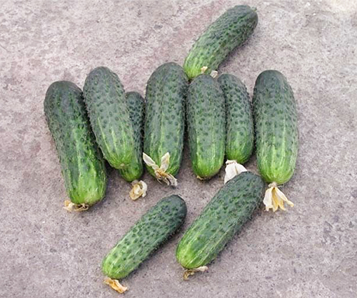 Cucumber variety Athena