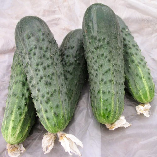 Cucumber variety Athena