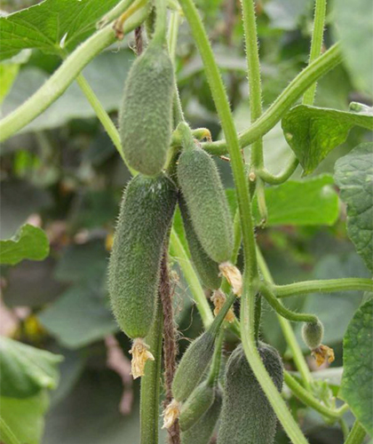 Cucumber variety Alex