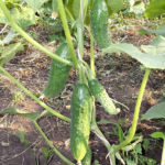 Cucumber variety Alliance (F1)