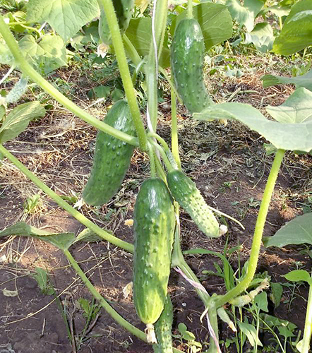 Cucumber variety Alliance