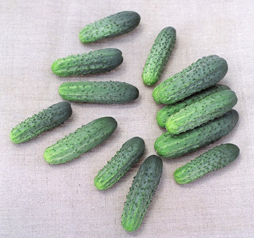 Cucumber variety Alliance