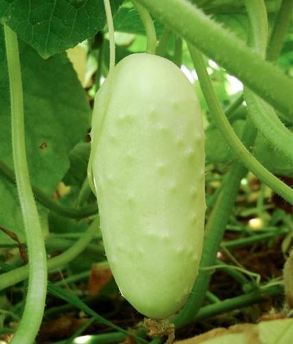 Cucumber variety White Angel