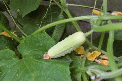 Cucumber variety White Angel