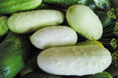 Cucumber variety White Angel