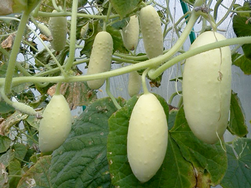 Cucumber variety White Angel