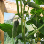 Cucumber Variety Emerald Earrings (F1)