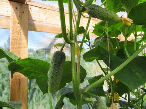 Cucumber Variety Emerald Earrings