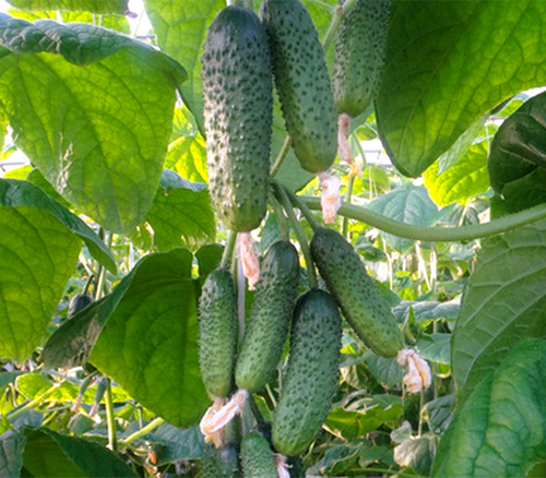 Cucumber Variety Emerald Earrings