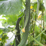 Cucumber variety Chinese heat resistant (F1)