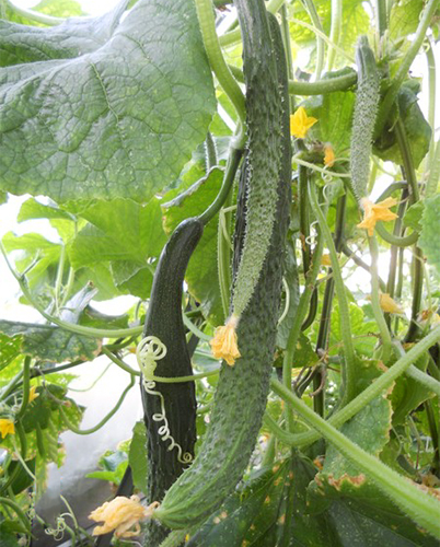 Cucumber variety Chinese heat-resistant