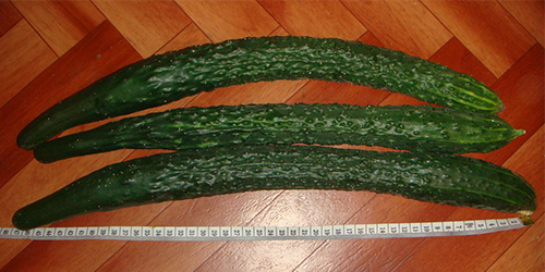 Cucumber variety Chinese heat-resistant