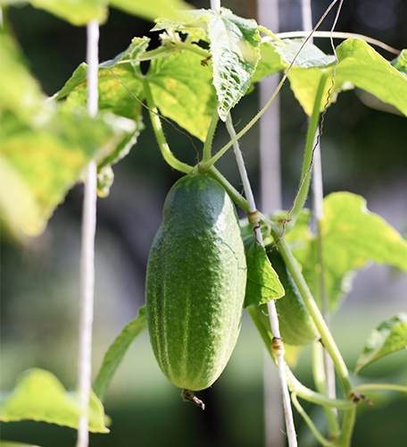 Cucumber variety Muromsky 36