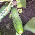 Cucumber variety Abundant