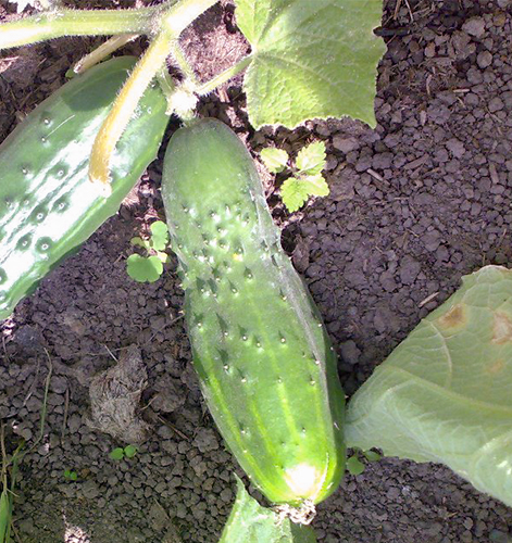 Cucumber variety Abundant