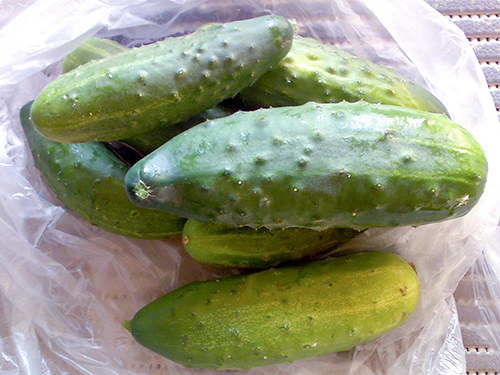 Cucumber variety Abundant