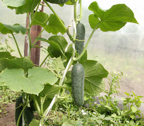 Cucumber variety Moscow evenings