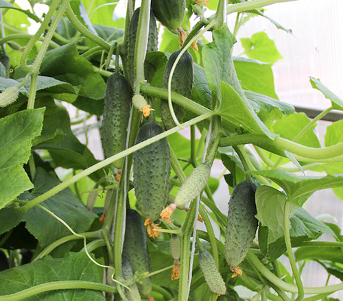 Cucumber variety Bundle splendor