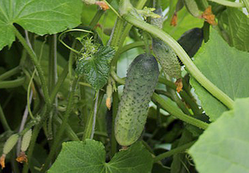 Cucumber variety Bundle splendor