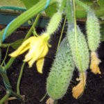 Cucumber variety RMT (F1)