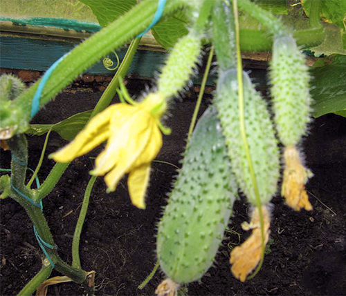 Cucumber variety RMT