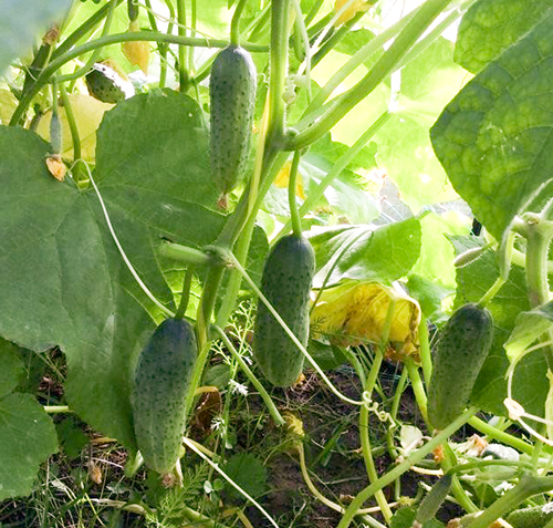 Cucumber variety Perfection itself