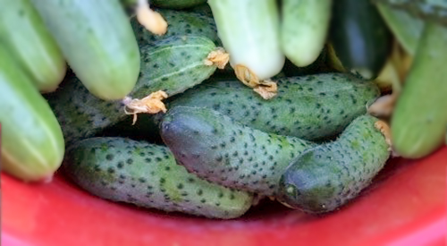 Cucumber variety Perfection itself