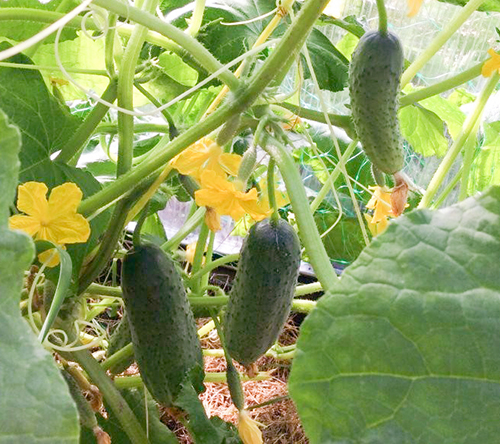 Cucumber variety Perfection itself