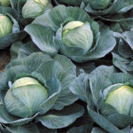 Cabbage variety Atria (F1)