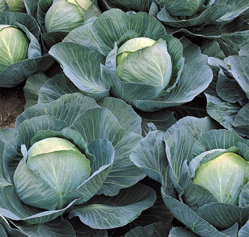 Atria cabbage variety