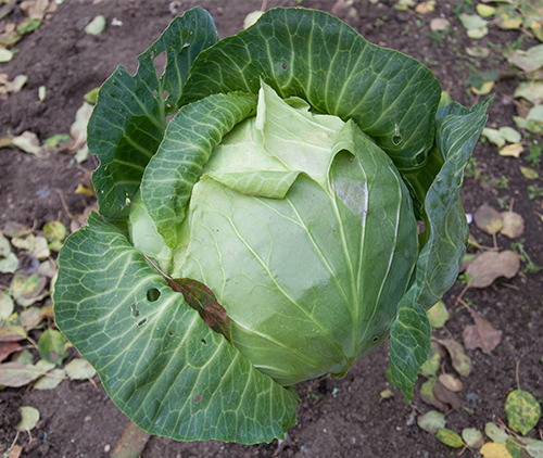 Cabbage variety Belarusian 455