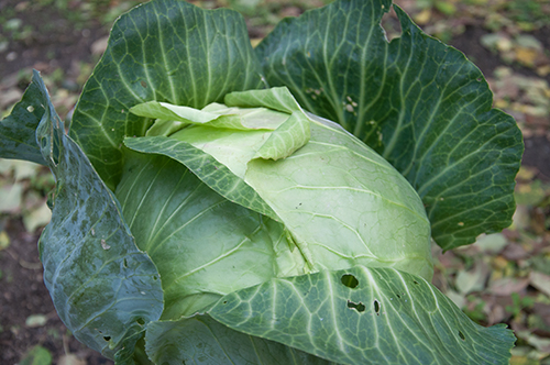 Cabbage variety Belarusian 455