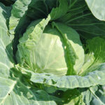 June cabbage variety