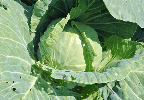 June cabbage variety