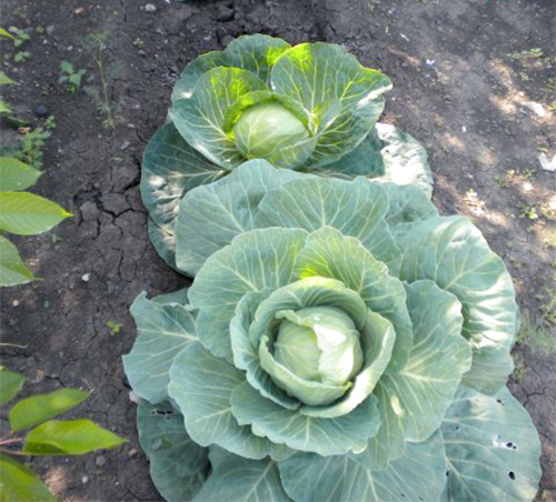 June cabbage variety