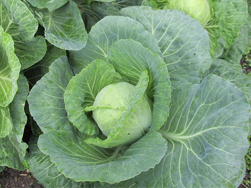 June cabbage variety