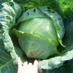 Cabbage variety Moscow late 15