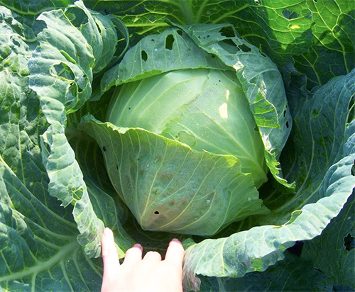 Cabbage variety Moscow late 15