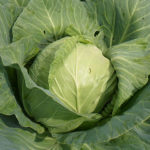 Cabbage variety Nadezhda