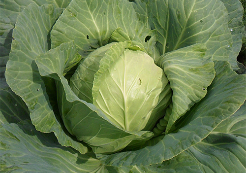 Cabbage variety Nadezhda