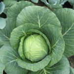 Rinda cabbage variety (F1)