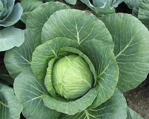 Rinda cabbage variety