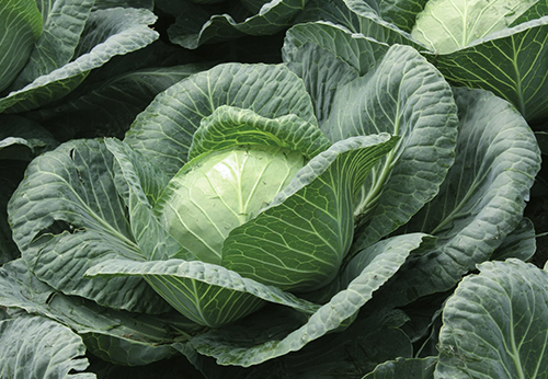 Rinda cabbage variety