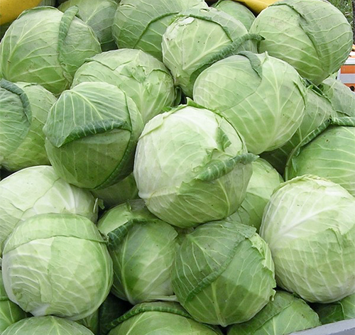 Rinda cabbage variety