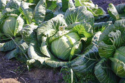 Rinda cabbage variety